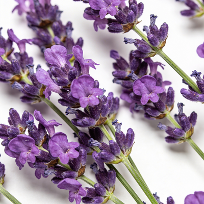 lavender plant meaning in hindi Bug Me Not Insect Repellent Skin Oil with Lemongrass 1+ – Elfeya Cosmetics